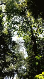 Low angle view of trees