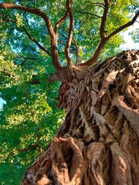 Low angle view of tree in forest