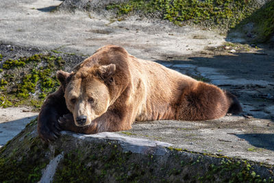 View of lion relaxing on rock