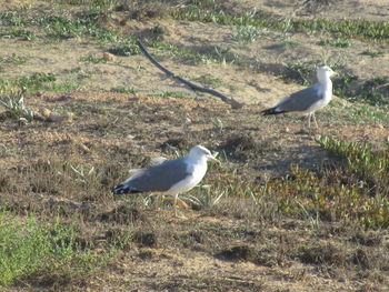 Seagull flying over a land