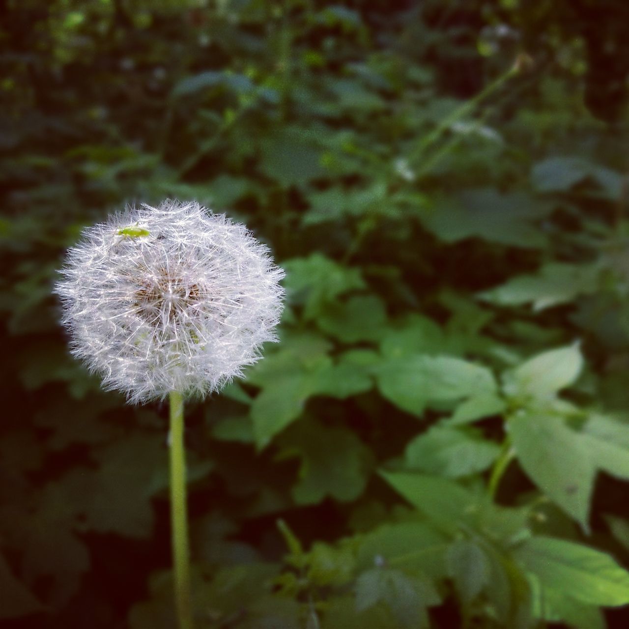 flower, fragility, plant, growth, dandelion, nature, softness, beauty in nature, white color, botany, flower head, freshness, close-up, uncultivated, outdoors, no people, blooming, day