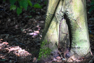 Close-up of tree trunk in forest