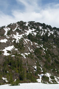 Pine trees on snowcapped mountains against sky