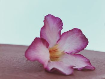 Close-up of pink hibiscus flower