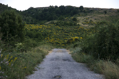 Dirt road amidst trees on field