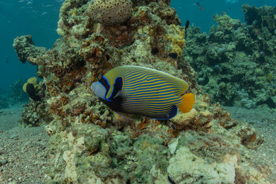 Fish swim in the red sea, colorful fish, eilat israel