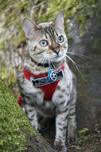 Portrait of a cat