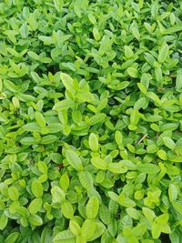 Full frame shot of green leaves on field