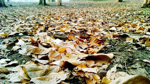 Fallen leaves on field