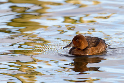 Close-up of duck swimming in lake