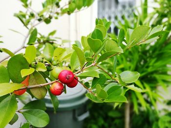 Close-up of red berries growing on tree