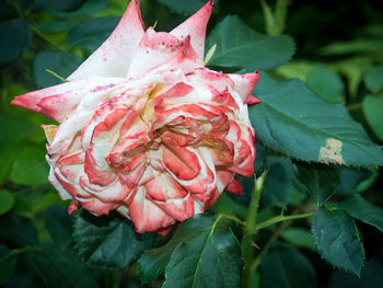 Close-up of pink rose