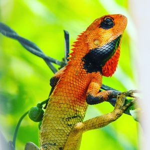 Close-up of a lizard on a tree