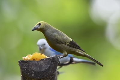 Close-up of bird perching