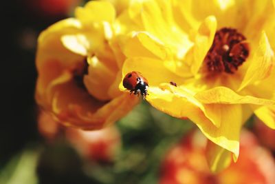 Close-up of ladybug on yellow flower
