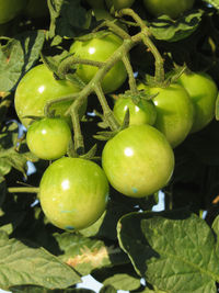 Close-up of fruits growing on tree