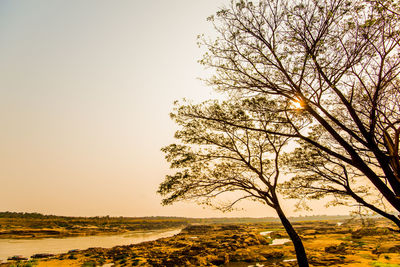 Tree on field against clear sky during sunset