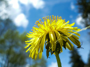 Close-up of flowers against sky