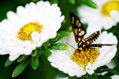 Close-up of bee pollinating on white flower