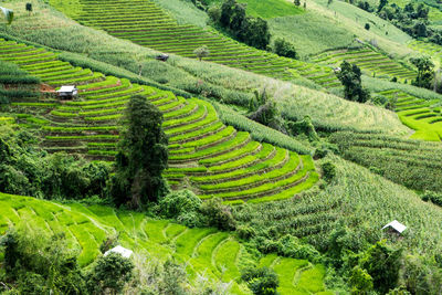 Scenic view of agricultural field