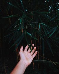 Cropped hand of person touching leaves