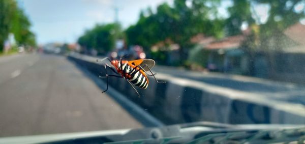 Close-up of insect on glass