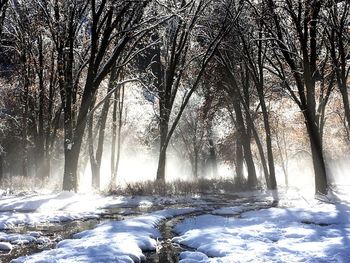 Trees in forest during winter