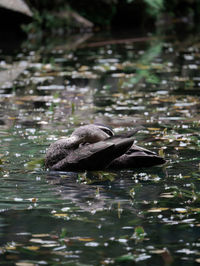Duck swimming in lake