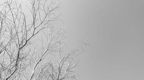 Low angle view of bare tree against clear sky