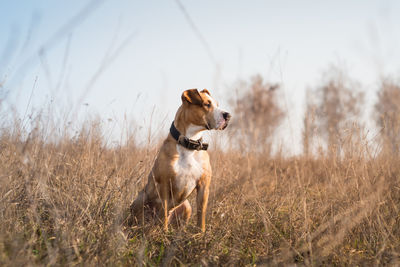 Portrait of a gorgeous dog looking away on field