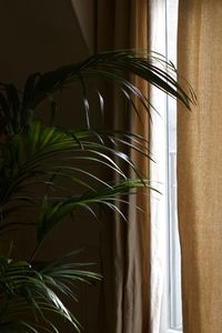 Close-up of potted plant against window