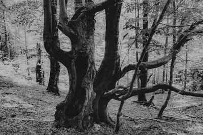 Trees on field in forest