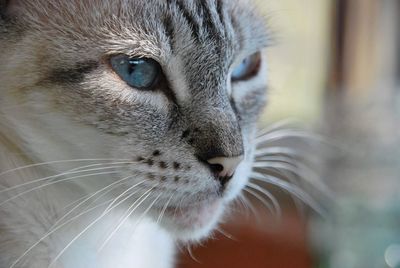 Close-up of a cat looking away