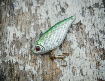 High angle view of fishing bait on wooden plank