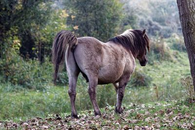 Konik horse on field