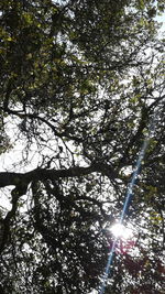 Low angle view of trees against sky