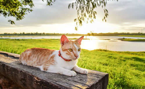 Cat relaxing on wood against sky