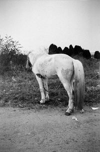 View of horse grazing on field against sky