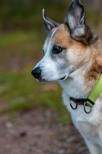 Close-up of dog looking away