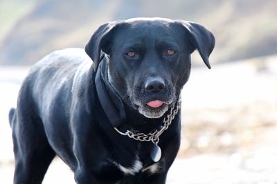 Close-up portrait of black dog