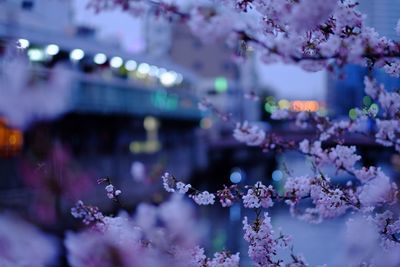 Close-up of pink flowers blooming in park