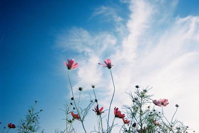 Low angle view of pink flowers against blue sky