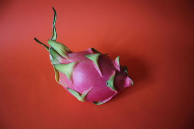 Close-up of flower over red background