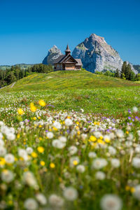 Scenic view of grassy field against clear blue sky