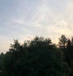 Low angle view of trees against sky during sunset