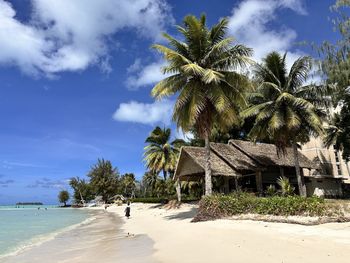 Palm trees on beach against sky