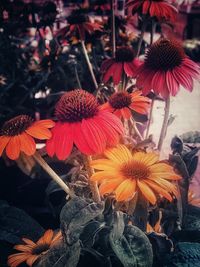 Close-up of red flowering plant