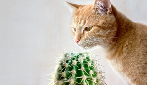 Domestic cat sniffs a cactus. dangerous plants for cats