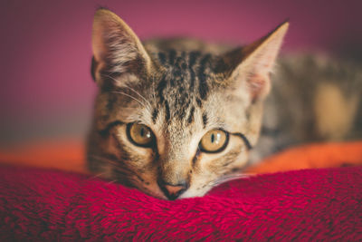 Close-up portrait of a cat