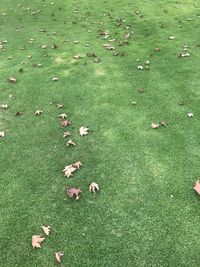 High angle view of flowers on field
